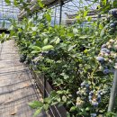 다수확 고당도 블루베리, 15일 부터 시설하우스 블루베리 가온 이미지