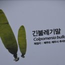 긴불레기말 이미지