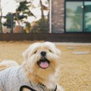 세교와르 이미지