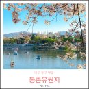 벚나무길 | 동촌유원지 벚꽃 피크닉 주차 대구 맨발걷기 명소 금호강 벚나무길 추천
