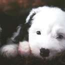 계양 동물 메디컬 센터 이미지