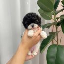 몽냥몽냥 강아지분양 일산점 이미지