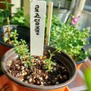 새한약국 이미지