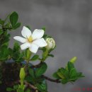 달콤한 나무 이미지