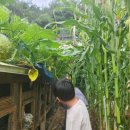 여주-0809 네이버블로그