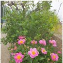 자연의미소민박 이미지