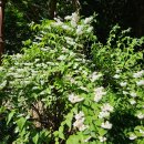 성산교(우) 이미지