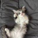 키튼히얼 고양이분양 김포본점 이미지