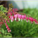 바이올린 (B) 이미지