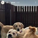 댕교오겠습니다 이미지