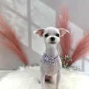 더이쁘개 이미지