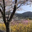 충무고 | [공지] 봄 여수 현지인 벚꽃스팟ㅣ여수벚꽃명소 BEST4🌸