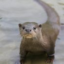 화천군수달연구센터 이미지