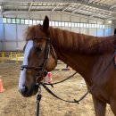 춘천 송암스포츠타운 승마장 이미지