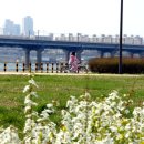 ?꽃바람. 강바람 자전거 탄 풍경[포토갤러리]호미숙 이미지