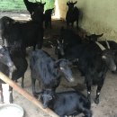 힘찬흑염소 이미지