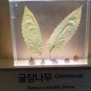 목포자연사박물관 이미지