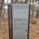 동강할미꽃마을 | 동강 할미꽃