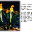 소심