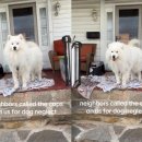 댕댕이# 이미지