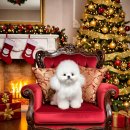 BICHON KOREA 티스토리