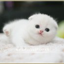 고양이랑 이미지