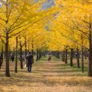 은행나무 이미지