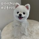 살롱드멍뭉 이미지