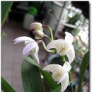 꽃봉우리 이미지