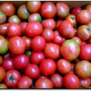 친환경 토마토 이미지