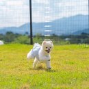 포레스트258 네이버블로그