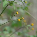 울산도깨비바늘 ﻿Bidens pilosa L. 이미지