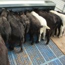 화천흑염소농장 이미지