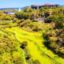 제주어 나들이 | 절벽 따라 흐드러진 노란 물결! 서귀포 엉덩물계곡 유채꽃 명소