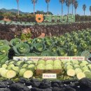 조공시장 이미지