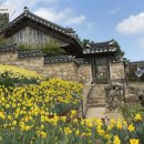 백송건설(주) | 예산 추사고택에서 만나는 봄, 수선화의 향연