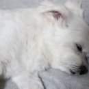 라온 동물 메디컬센터 이미지