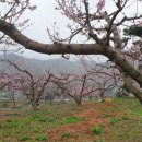 단비꽃농원 - 과천시 곱돌머리길 28 | 단비꽃농원