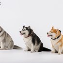 케이엑스제이