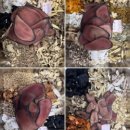 나비온한의원 이미지