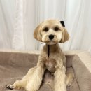 댕댕마실 이미지