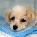 메르시동물병원 이미지