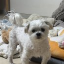 꿈나무수정 | 펀치니들 후기와 근황 한두 수 푼