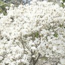 목련마을_상 이미지