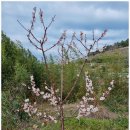 청산도 안단테 | 펜션의 봄꽃들 힐링 이야기 청산도안단테펜션 후기