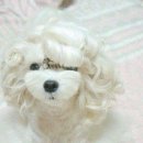 개미용중 이미지