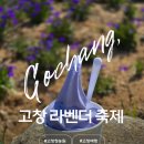 용수리 마을회관 | 고창 가볼만한곳 고창 청농원 라벤더 축제 볼거리