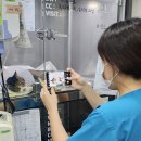 중랑프린팅 | 중랑구 상봉동 동물병원 생명을 위협하는 자궁축농증 조기진단의 중요성