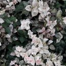 다솜농장 이미지