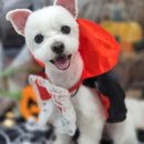 댕스타일 이미지